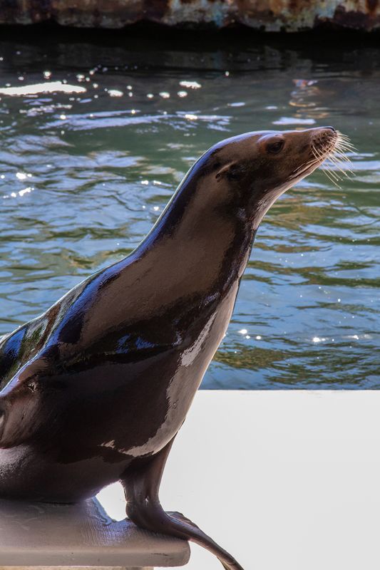 Because the sea lion was angled away from me, I ha...