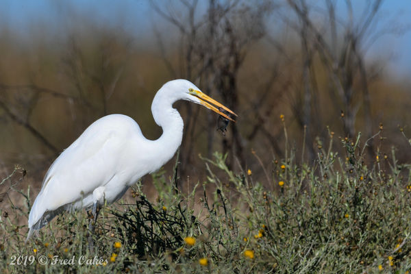 Great Egret with a snack...