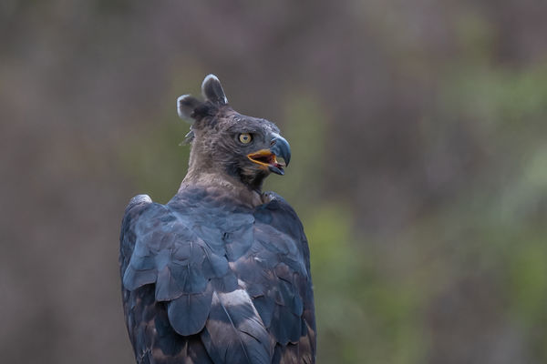 Crowned eagle - Lake Manyara...