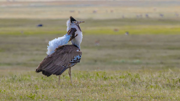 An "aroused" male Kori bustard - Ngorongoro...
