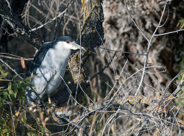 Black-crowned Night Herons are common and very rel...