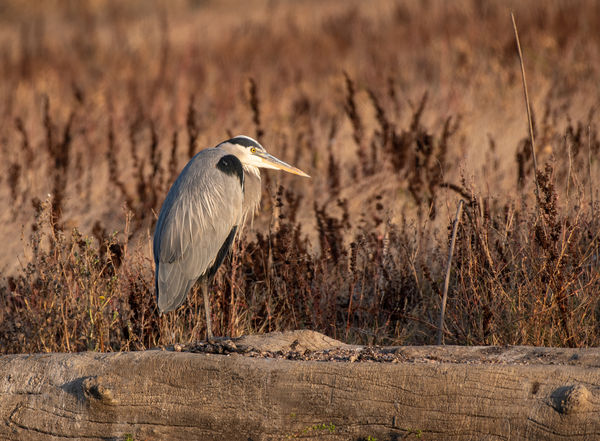 A Great Blue Heron at the golden hour....