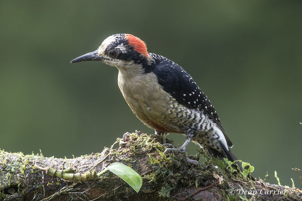 Black-cheeked woodpecker...