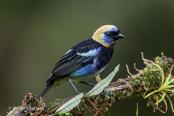 Golden-hooded tanager...