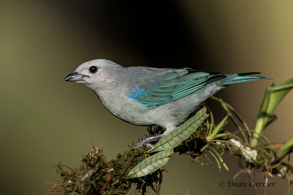Blue gray tanager...