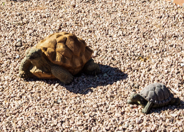 Desert Tortoise...