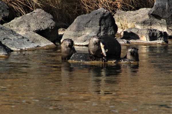 River Otter Family...