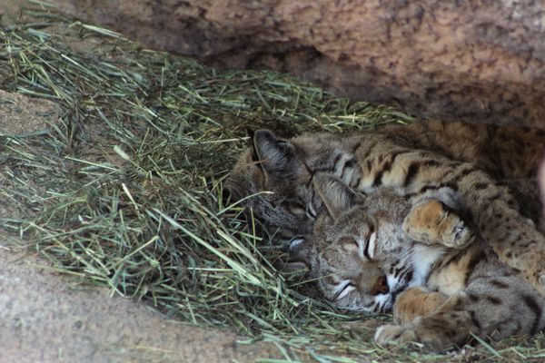 Sleepy bobcats--Sonoran Desert Museum, Tucson...