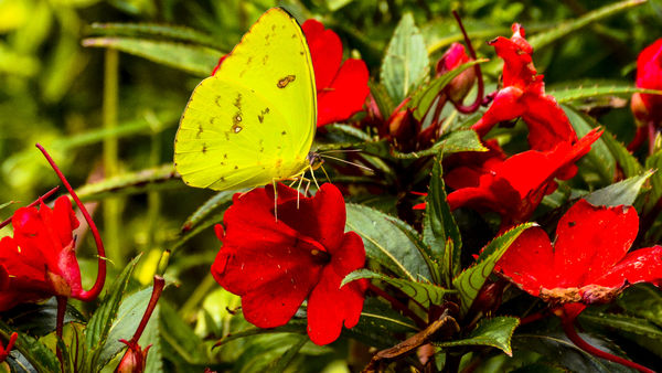 Cloudless Sulphur nectaring at Impatiens...
