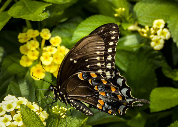 Black Swallowtail nectaring at Lantana...