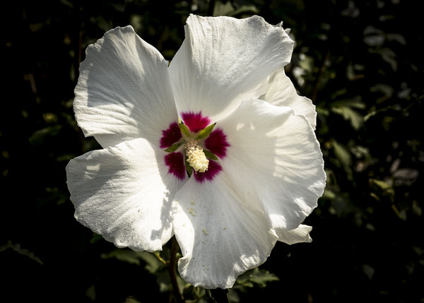 White Rose of Sharon...