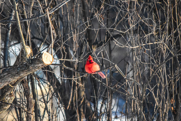 A cardinal surveys the situation...
