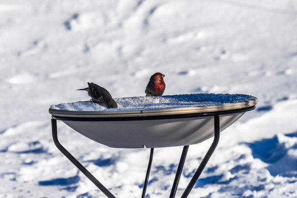 Birds take a sip of water (heated)...