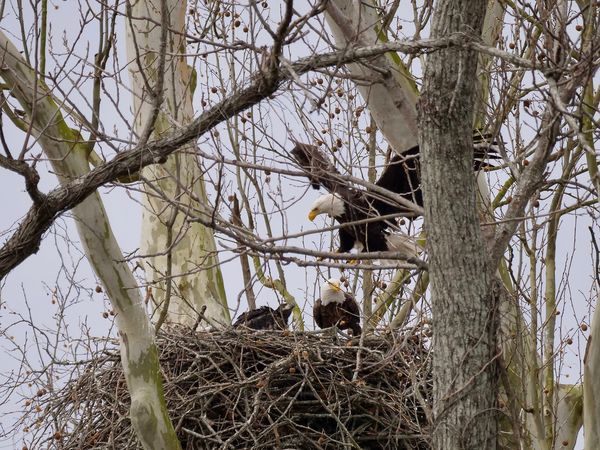 Parents and one eaglet, the other eaglet is deeper...