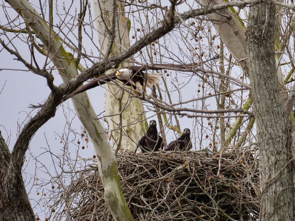 Eaglets and departing parent...
