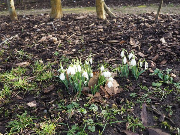 Very First Snowdrops...