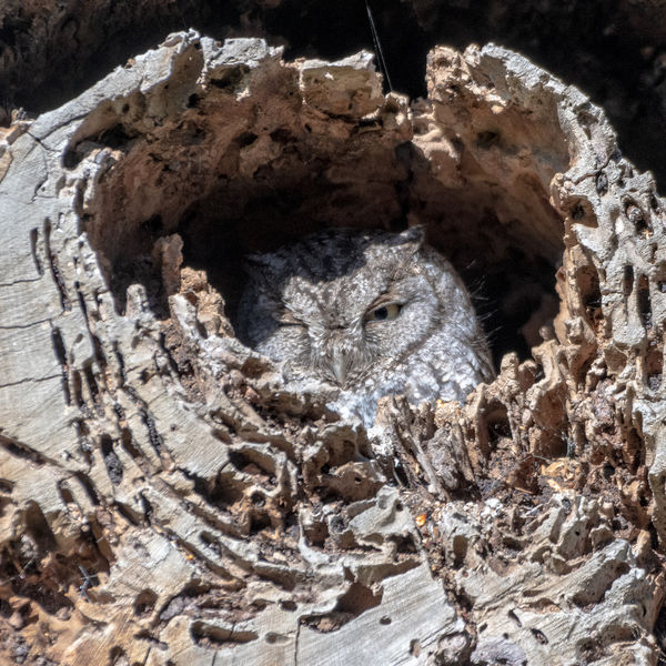 Western Screech-Owl in its nesting hold...