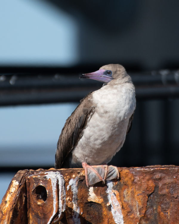 Red-footed Booby (Rare)...