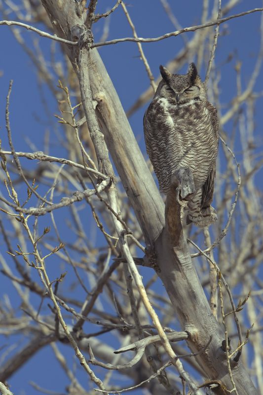 napping Great Horned owl...
