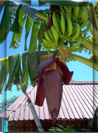 banana stalk in bloom...