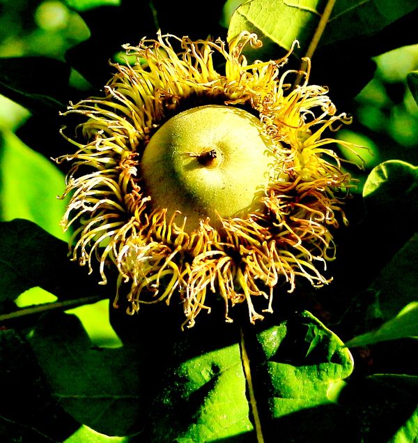 an acorn from a bur oak tree...