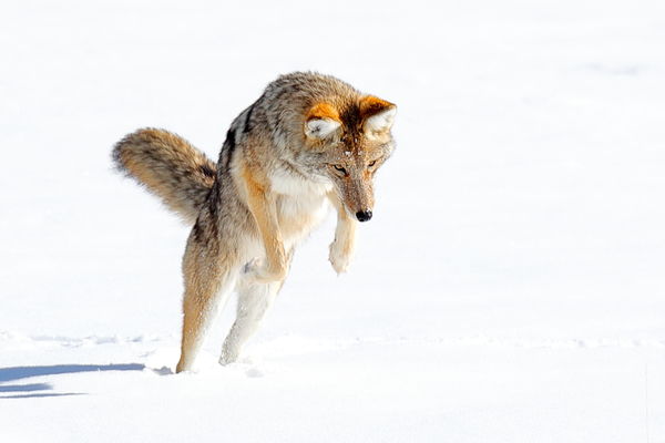 Coyote getting ready to pounce on a vole...