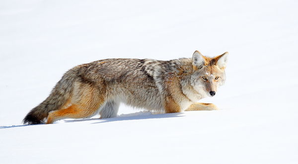 Coyote passing by me full-frame with my 800mm Cano...