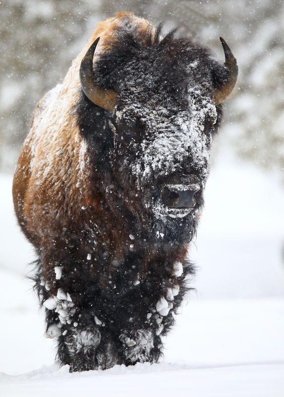 Bison that has been pushing the snow with its face...