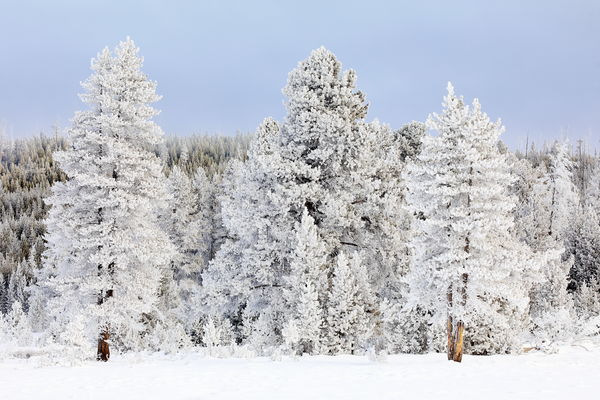 Frosted Lodgepoles...
