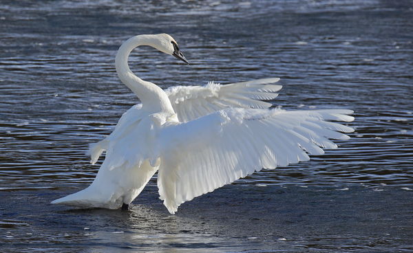 Trumpeter Swan in the Madison River...