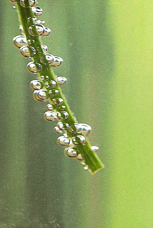 Air bubbles on a flower stem in a vase...