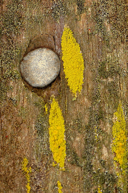 Nail head and lichen on the wooden play yard...