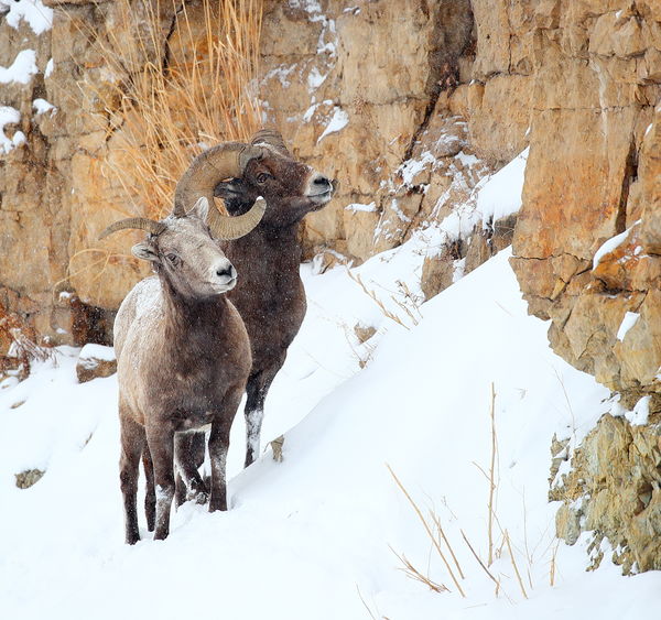 Bighorn sheep pair...