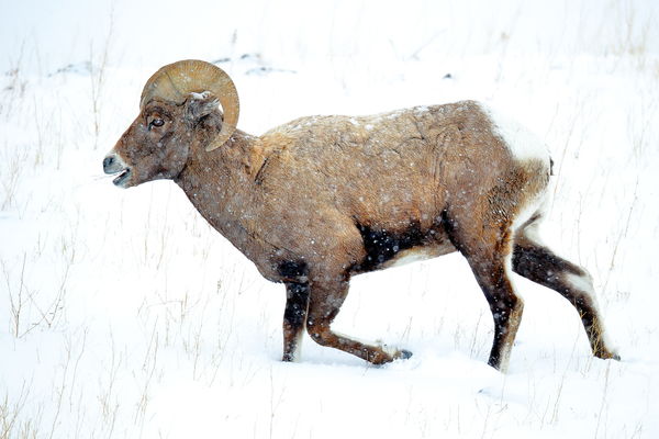 Bighorn sheep...