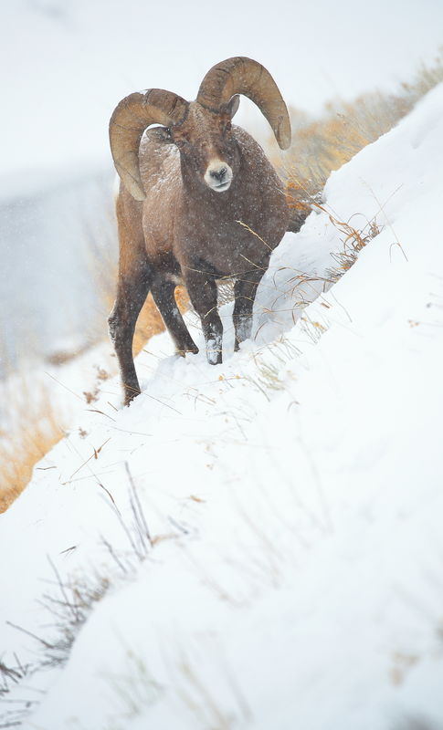Bighorn sheep...