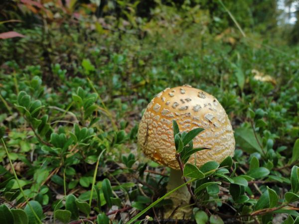 (4) A golden mushroom that we spotted while on a r...