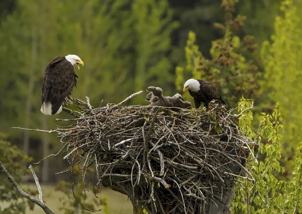 Eagles nest with chicks...