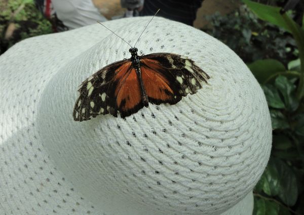 (9) While visiting the Roatan Butterfly Garden one...