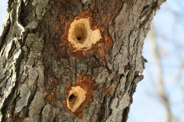 not small woodpecker holes...
