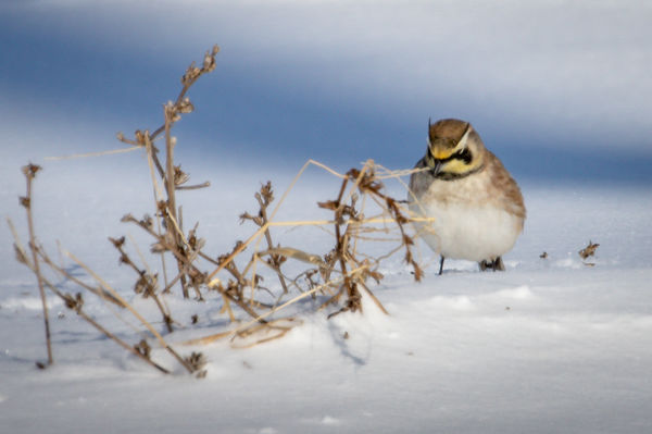 Horned Lark (look closely and you can see the "hor...