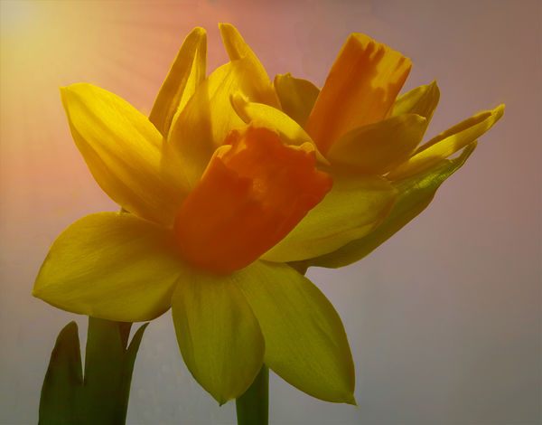 Daffodil enjoying the sunshine....