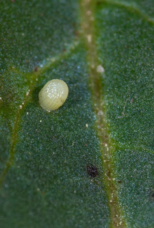 Monarch eggs: I've been lurking around this site for some time and have ...