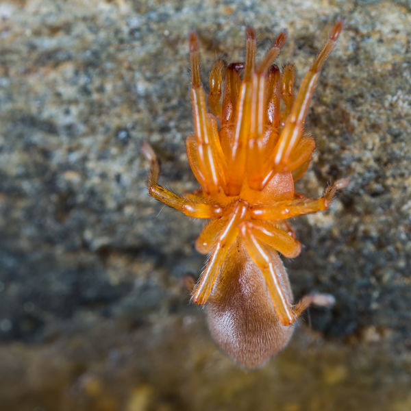 pill bug killer spider