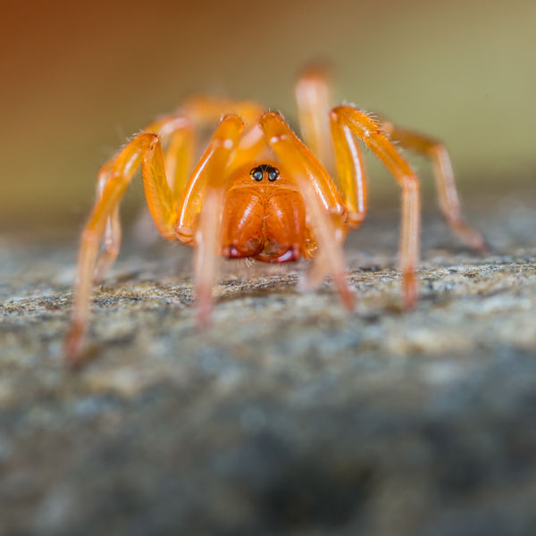 pill bug killer spider