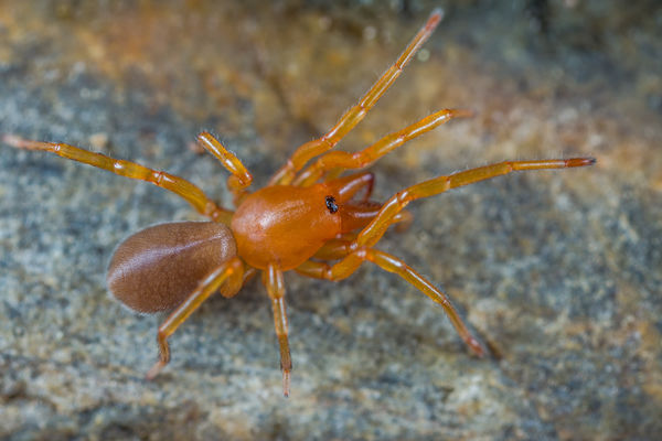 pill bug killer spider