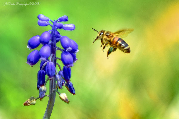 Honey Bee Coming in for a Landing...