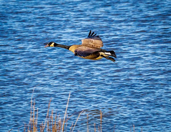 A cackling Goose taking flight...