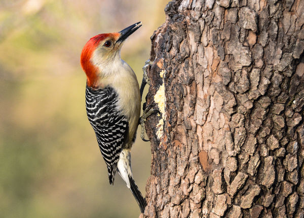 Drake Red-bellied Woodpecker...