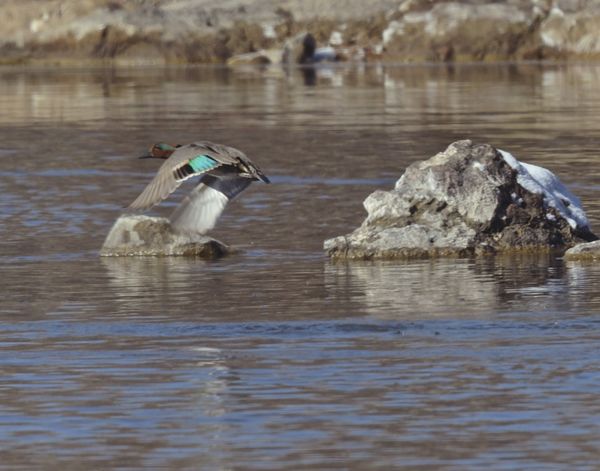 green-winged teal...