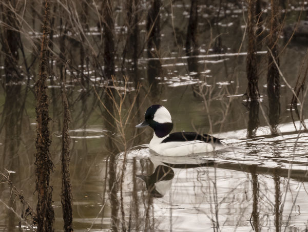A phone call about a Bufflehead sighting started i...
